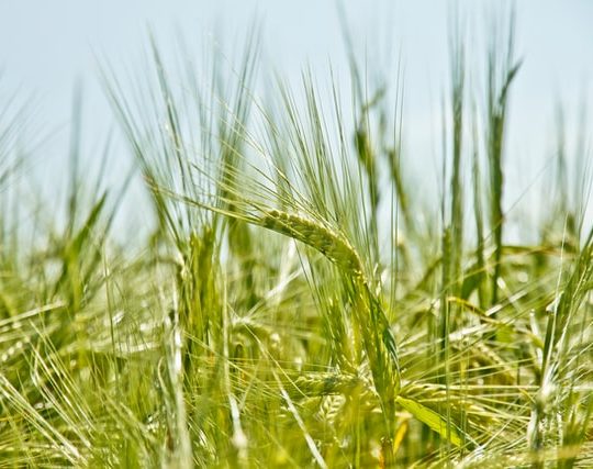 grain cleaning